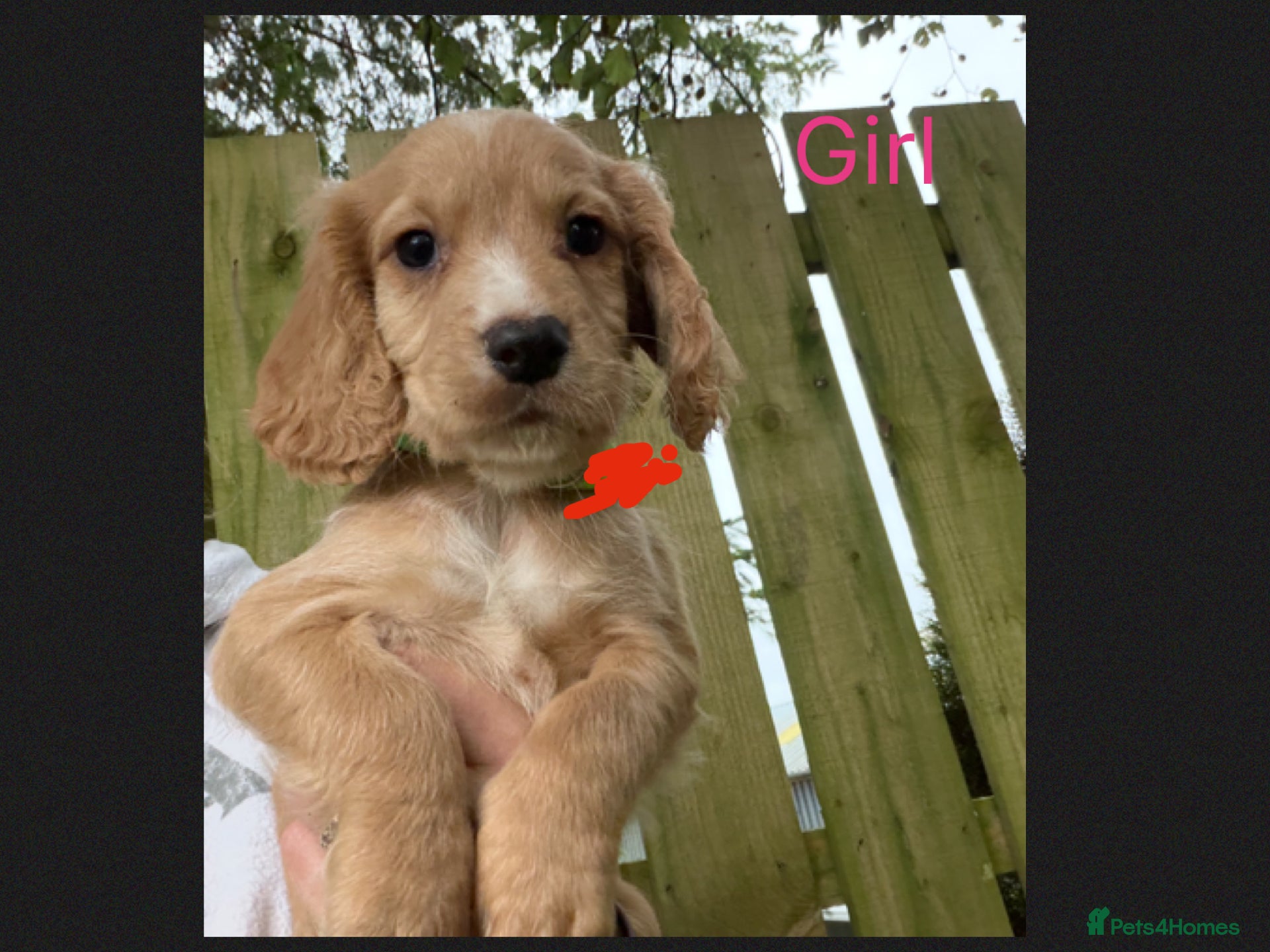 Cocker Spaniel dogs KC Registered Cocker Spaniels - Advert 2