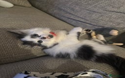 Mixed Breed cats for sale: Long hair male kitten  - Image 4