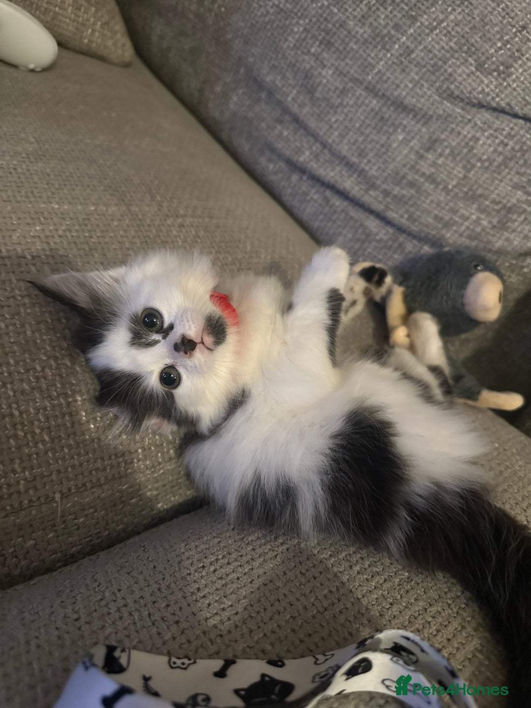 Mixed Breed cats for sale: Long hair male kitten  - Image 4