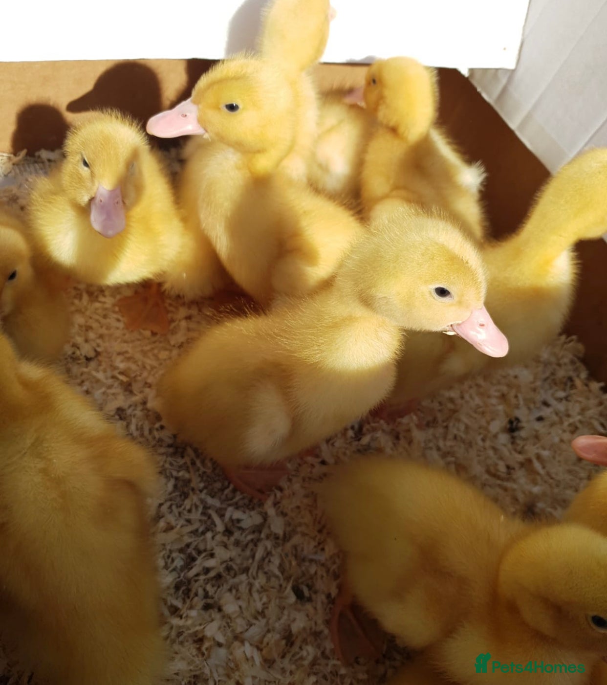 Ducks poultry Cherry Valley ducklings 🐥 - Advert 1