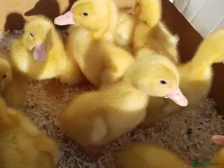 Ducks poultry Cherry Valley ducklings 🐥 - Advert 9