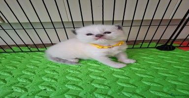 Ragdoll cats - Advert 2