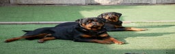 Rottweiler dogs for stud: BEAUTIFUL OLD TYPE BIG BONED ROTTIE! For stud in Mansfield - Advert 28