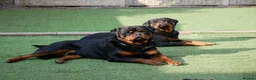 Rottweiler dogs for stud: BEAUTIFUL OLD TYPE BIG BONED ROTTIE! For stud in Mansfield - Advert 28