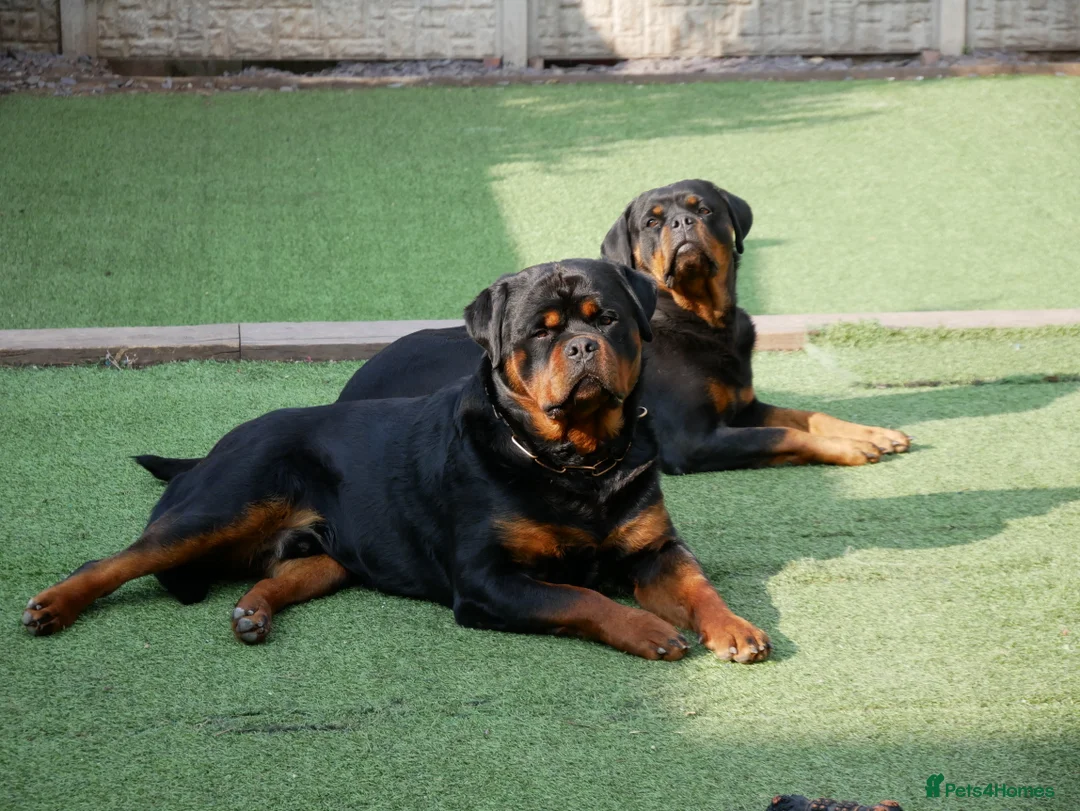 Rottweiler dogs for stud: BEAUTIFUL OLD TYPE BIG BONED ROTTIE! For stud in Mansfield - Advert 28