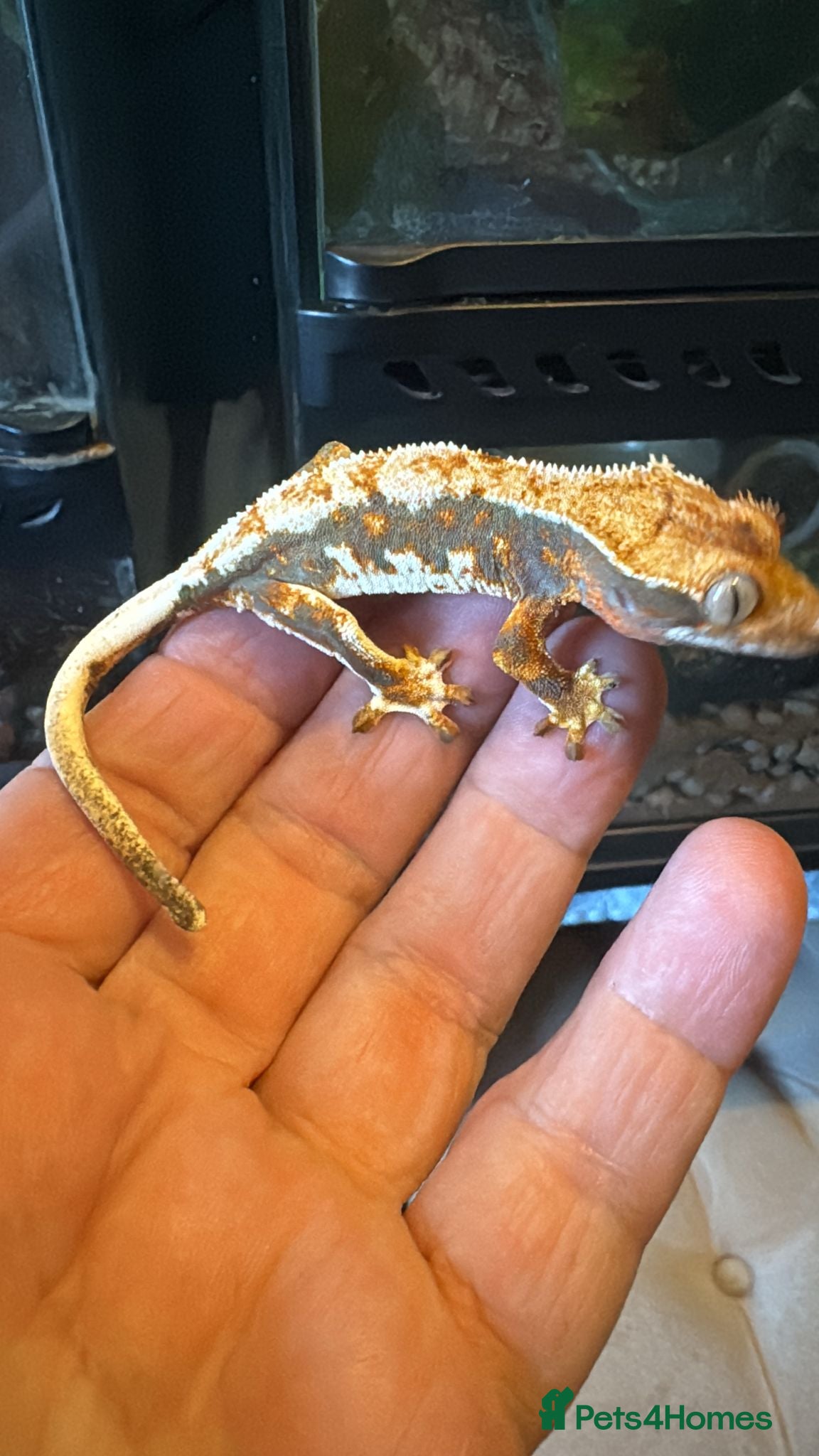 Gecko reptiles Baby gargoyle geckos and baby cresties lilys etx - Advert 17
