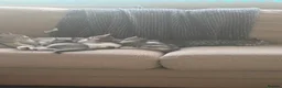 Scottish Fold cats for sale: Scottish straight cross kittens  - Advert 7