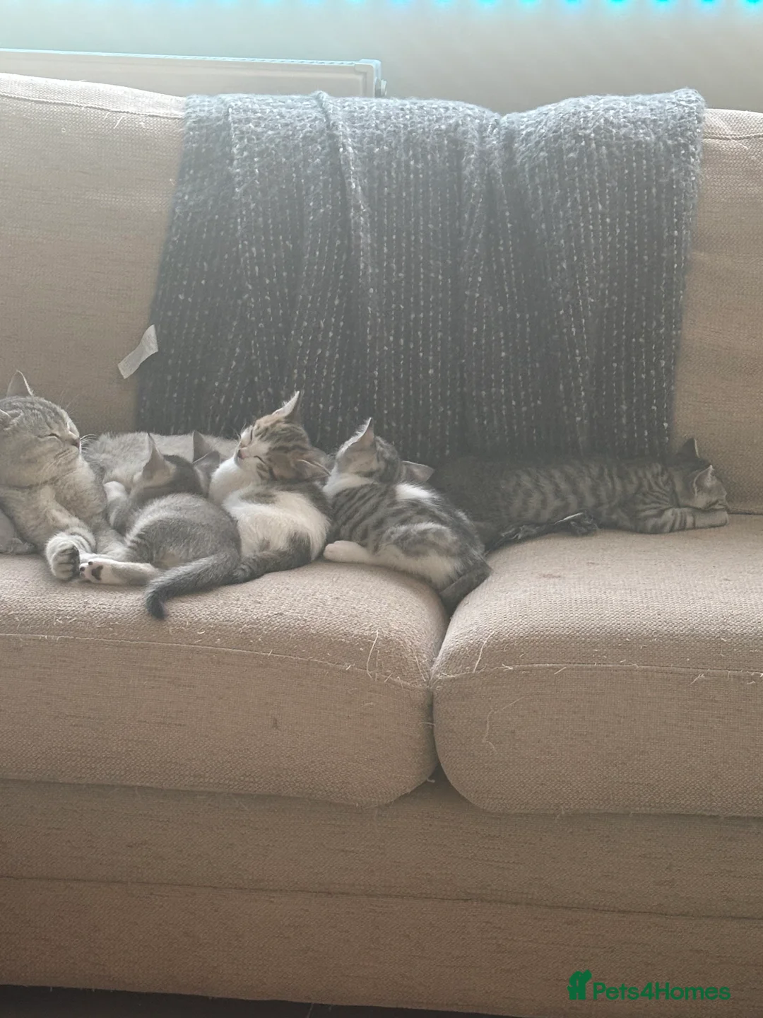 Scottish Fold cats for sale: Scottish straight cross kittens  - Advert 7