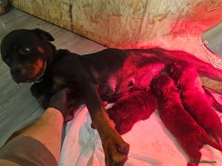 Rottweiler dogs 3 Beautiful rottweiler pups - Advert 13