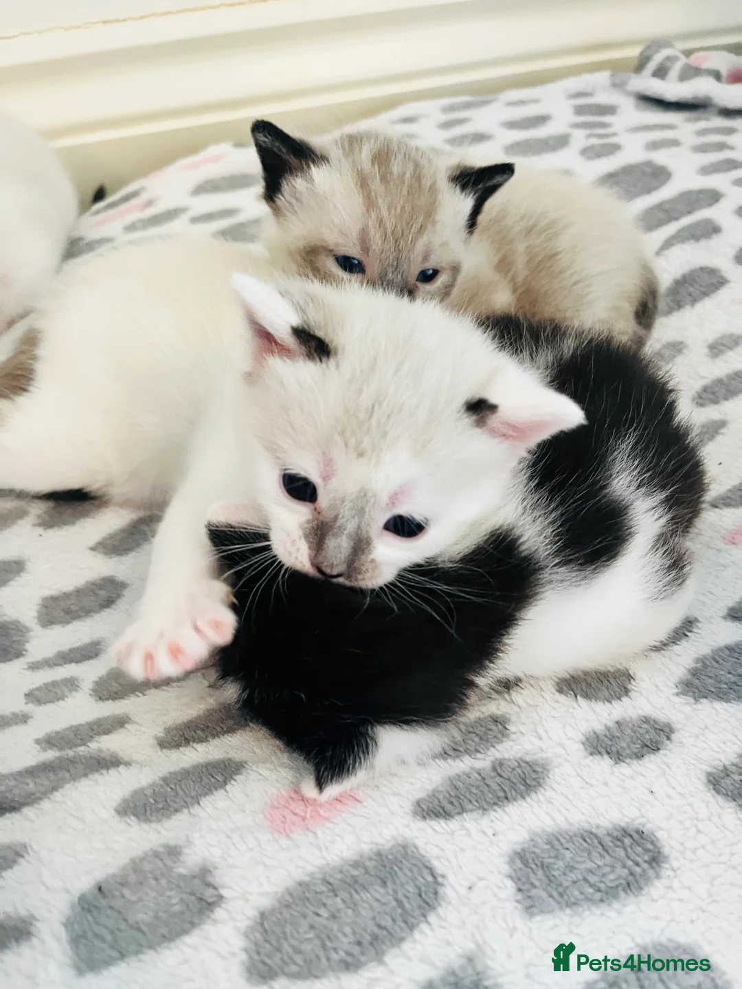 Mixed Breed cats for sale: Gorgeous Snowshoe Siamese Kittens  - Advert 2