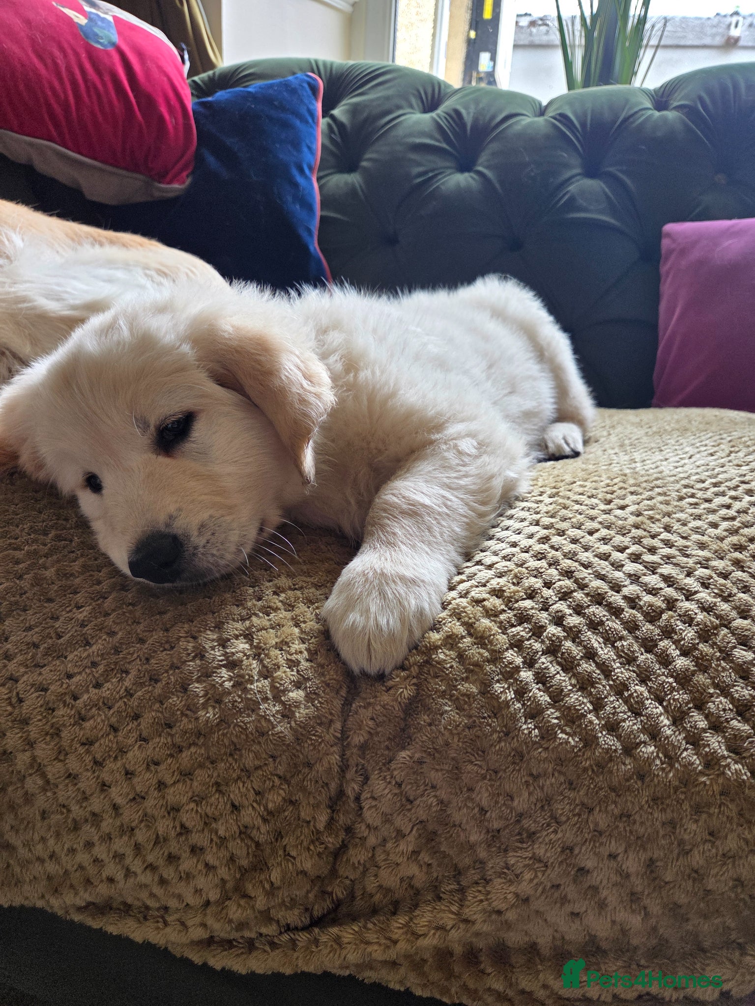 Golden Retriever dogs Ready to go! Golden retriever boy 🐶  - Advert 1
