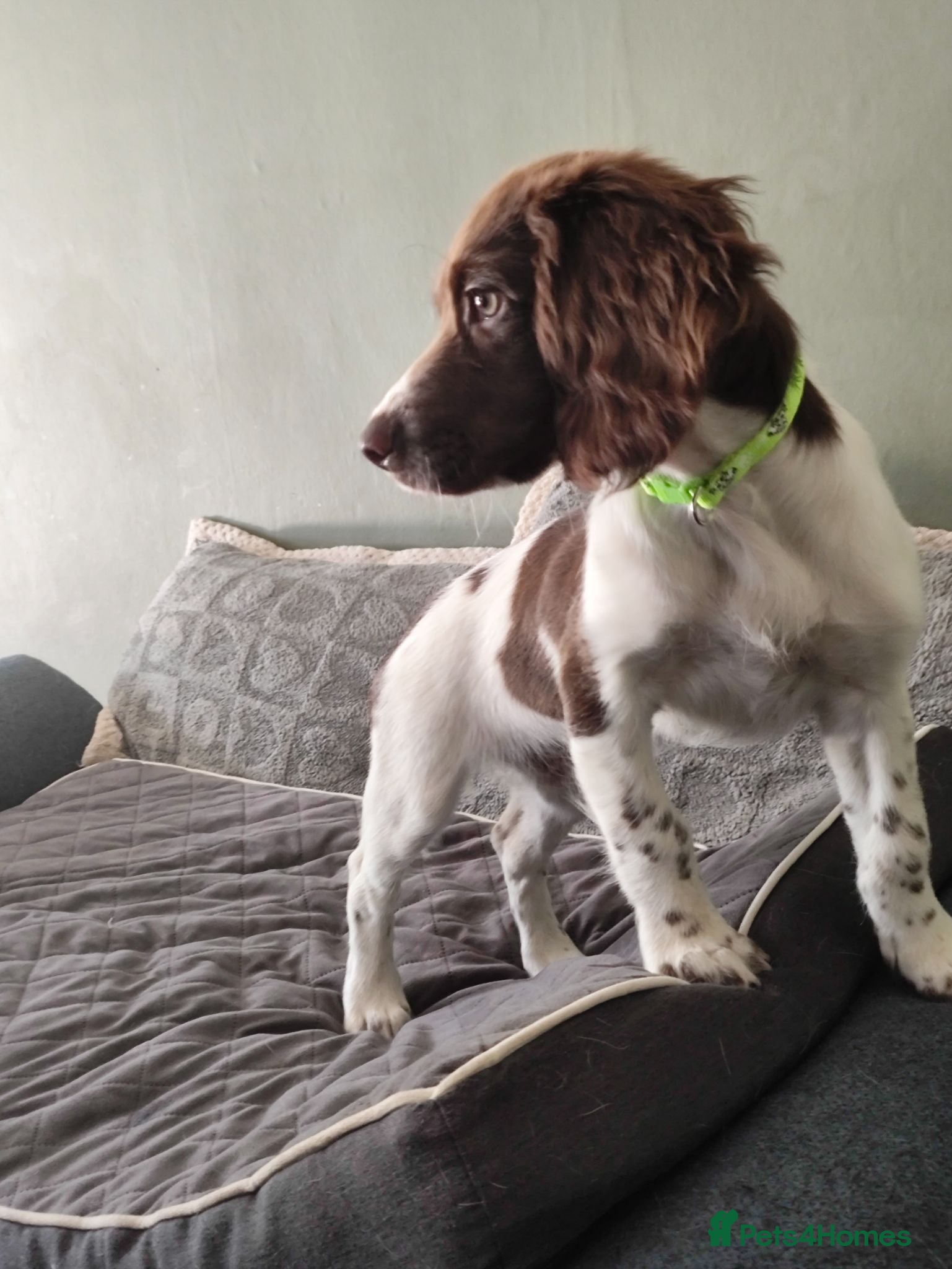 English Springer Spaniel dogs Gorgeous KC reg ES spaniel Pups - Advert 2