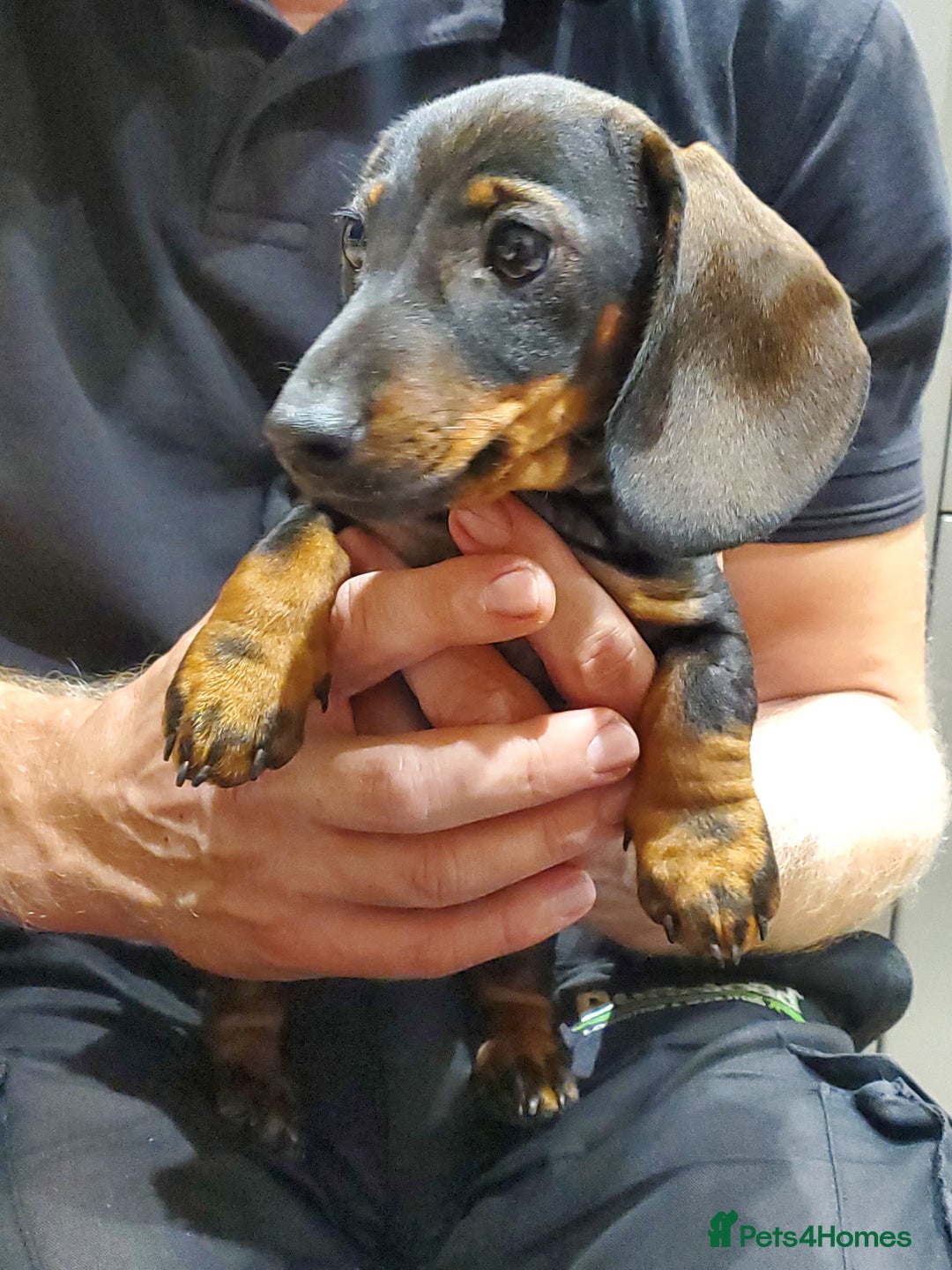 Miniature Dachshund dogs for sale: KC reg Miniature Wirehaired Dachshund girl - Image 7