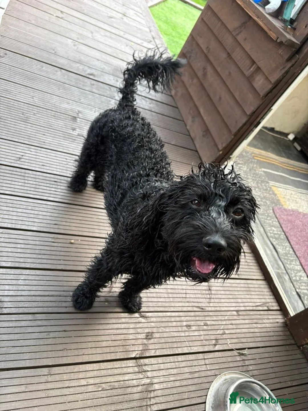 Cockapoo dogs for stud: Cockapoo Available for Stud - Advert 2
