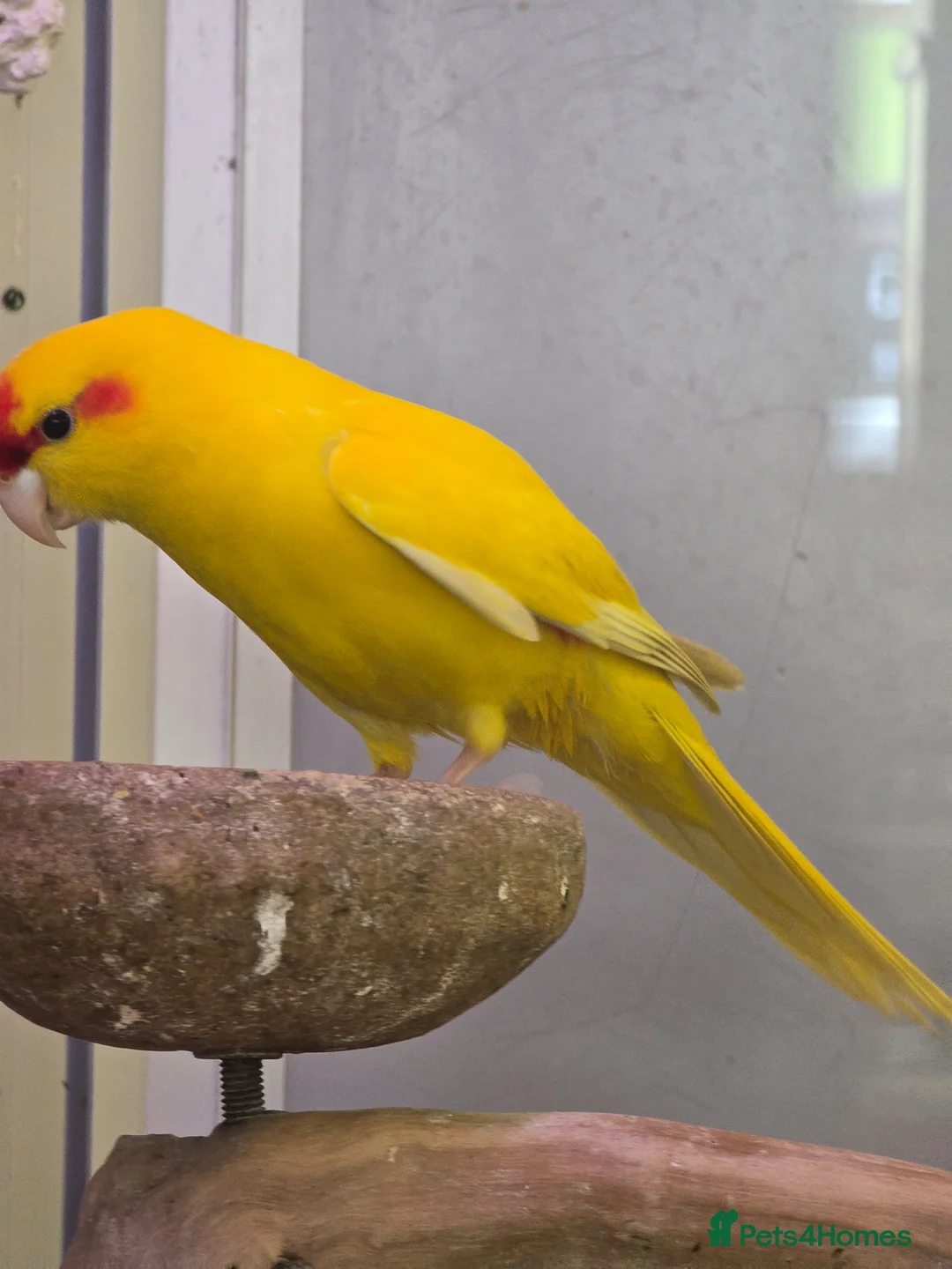 Cockatiels birds for sale: Young Cockatiels & Kakarikies For Sale - Advert 2