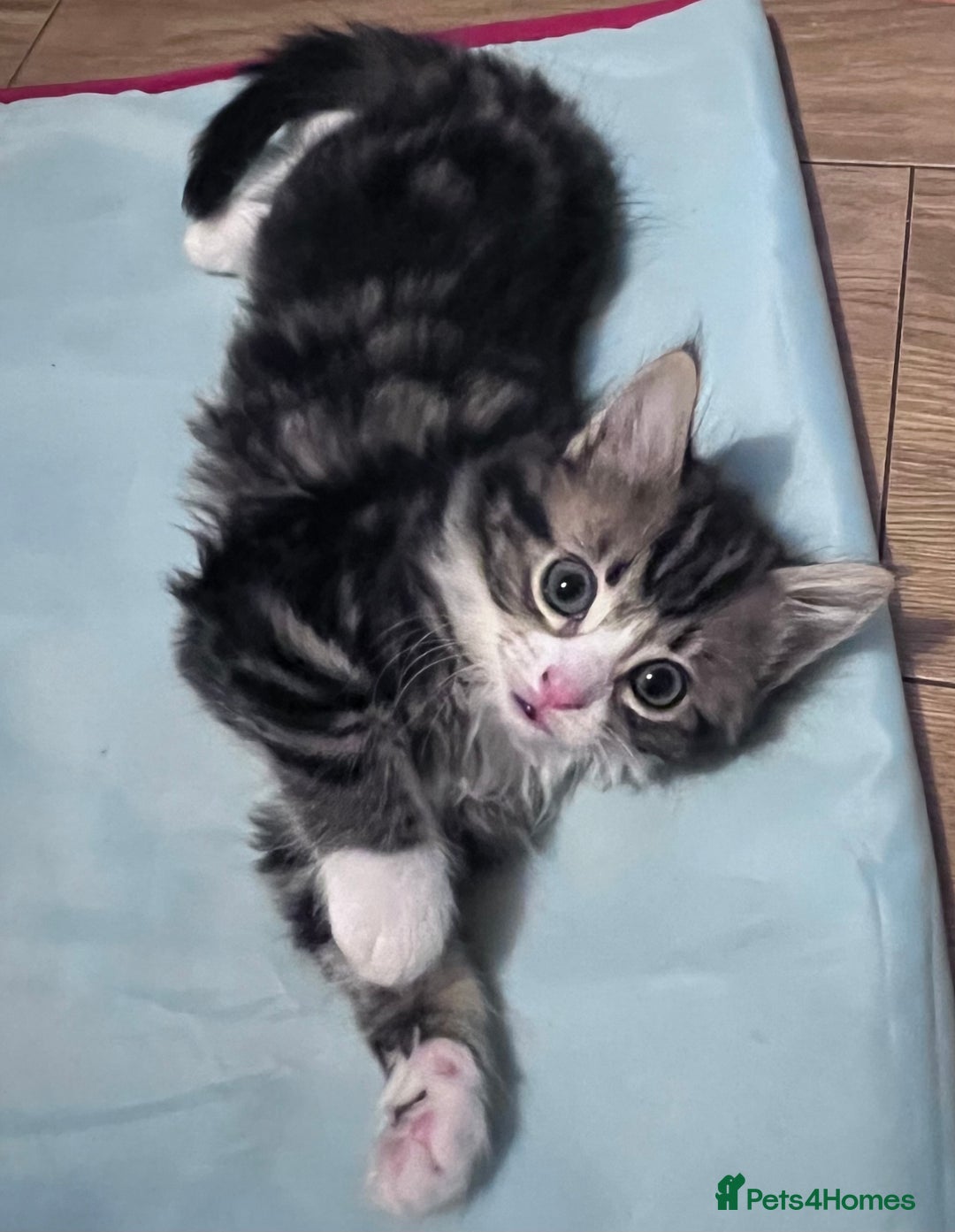 Mixed Breed cats for sale: 4 kittens looking for new homes - Image 1