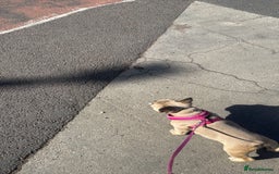 French Bulldog dogs for sale: 1 year female French bulldog  - Image 3