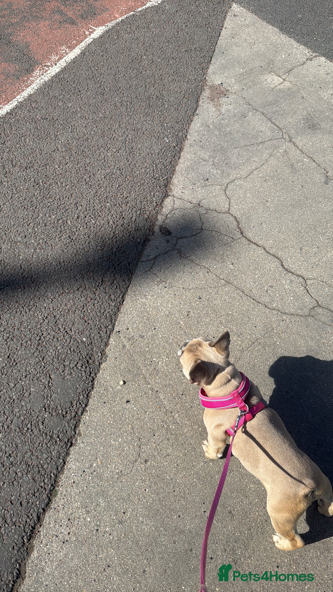 French Bulldog dogs for sale: 1 year female French bulldog  - Image 3