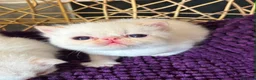Exotic cats for sale: CHUNKY EXOTICS KITTENS GCCF PARENTS   - Advert 6
