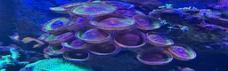 Other/Mixed Breed fish for sale: Marine  set tank shut down  - Advert 5