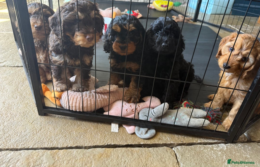 Cockapoo dogs for sale: ✨ F1 Toy Cockapoo Puppies – Ready 28th August ✨ - Image 14