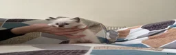 Ragdoll cats for sale: 3 Lovely Kittens Looking for Forever Homes - Advert 2