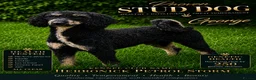 Miniature Poodle dogs for stud: KC Reg-Hip scored-Ex Health tested mini poodle - Advert 1