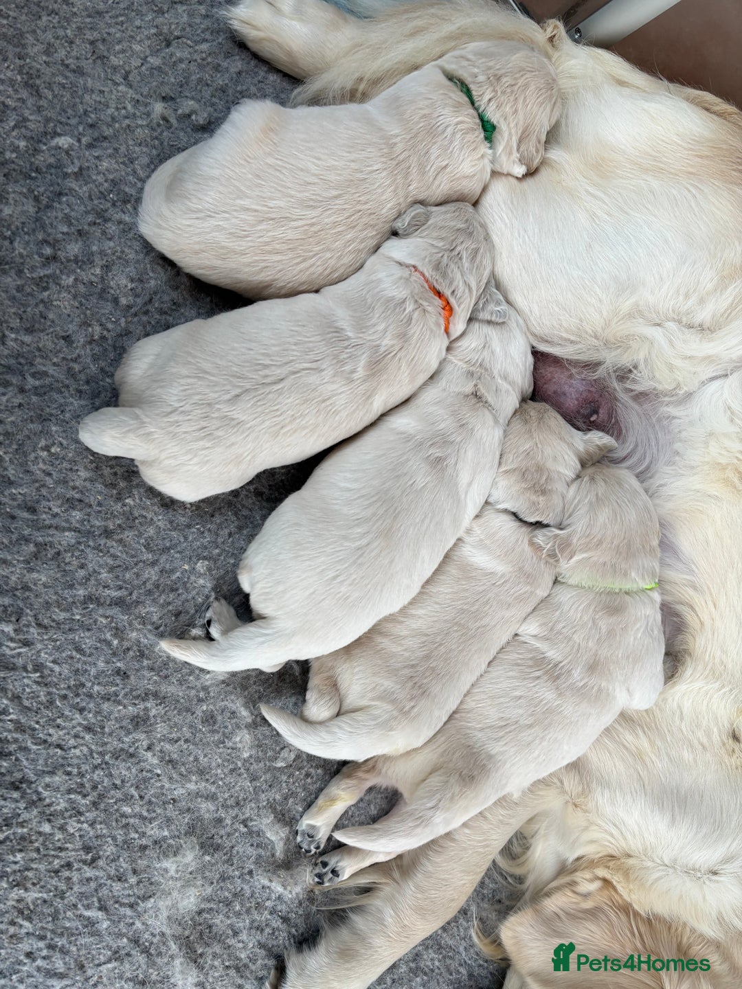 Golden Retriever dogs for sale: Kc reg golden retriever pups - Image 2