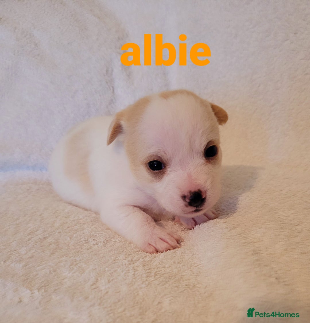 Mixed Breed dogs for sale: Adorable Jack Russell  mix  - Advert 3