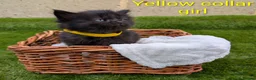 Mixed Breed cats for sale: 🐾 Rare Fluffy Maine Coon Type Kittens ⭐ in Waltham Cross - Advert 6