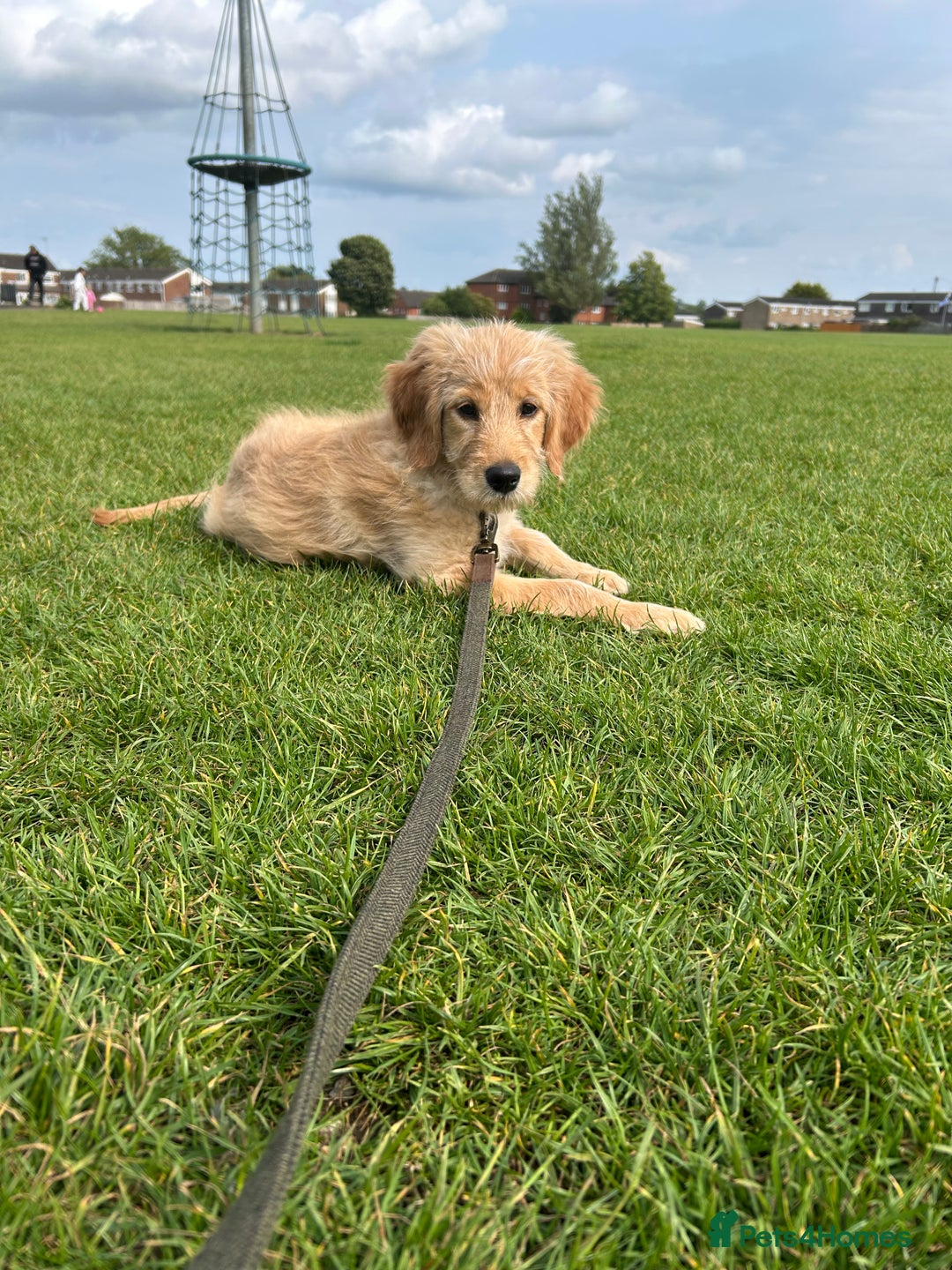 Goldendoodle dogs for sale: Golden doodle puppy - Image 11