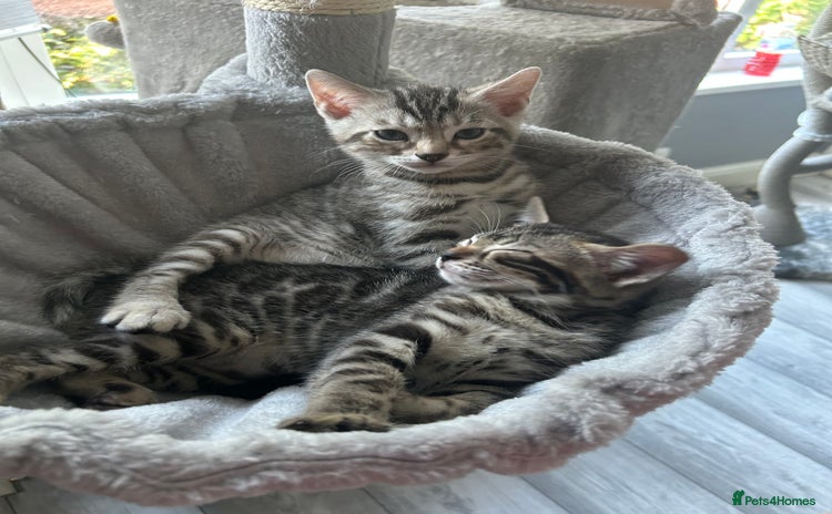 Bengal cats - Advert 10