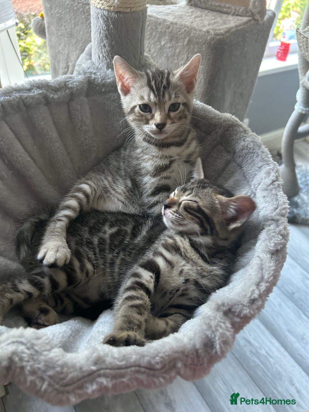 Bengal cats for sale: Bengal Kittens for Sale – Girl & Boy 🐆💛 - Image 1