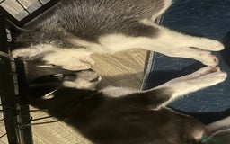 Siberian Husky dogs for sale: Lovely husky puppies, ready for new homes on 25/8 - Image 34