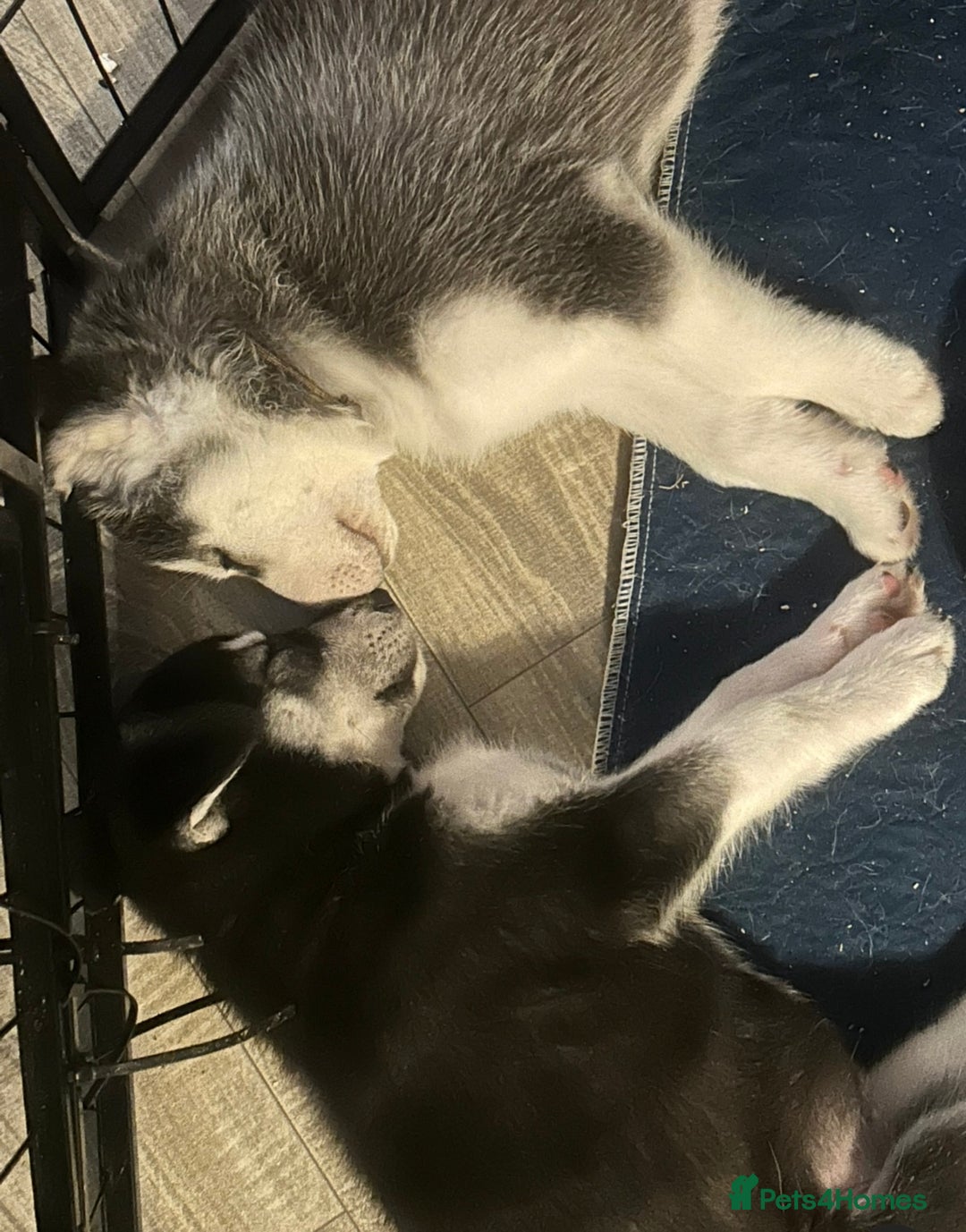 Siberian Husky dogs for sale: Lovely husky puppies, ready for new homes on 25/8 - Image 34