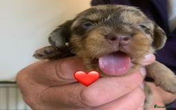 Miniature Dachshund dogs for sale: Wirehaired Miniture Dachshunds KC reg - Image 7