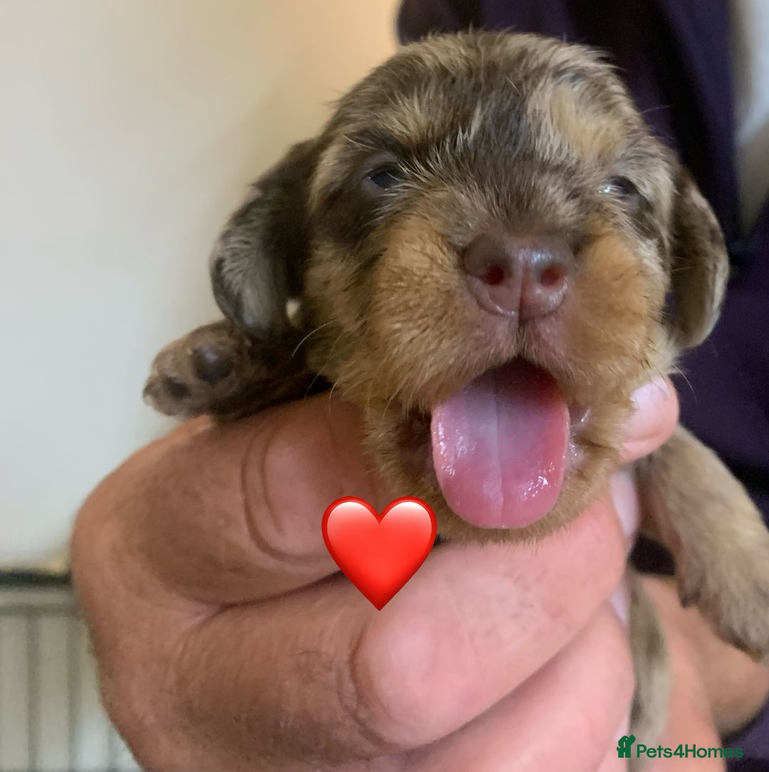 Miniature Dachshund dogs for sale: Wirehaired Miniture Dachshunds KC reg - Image 7