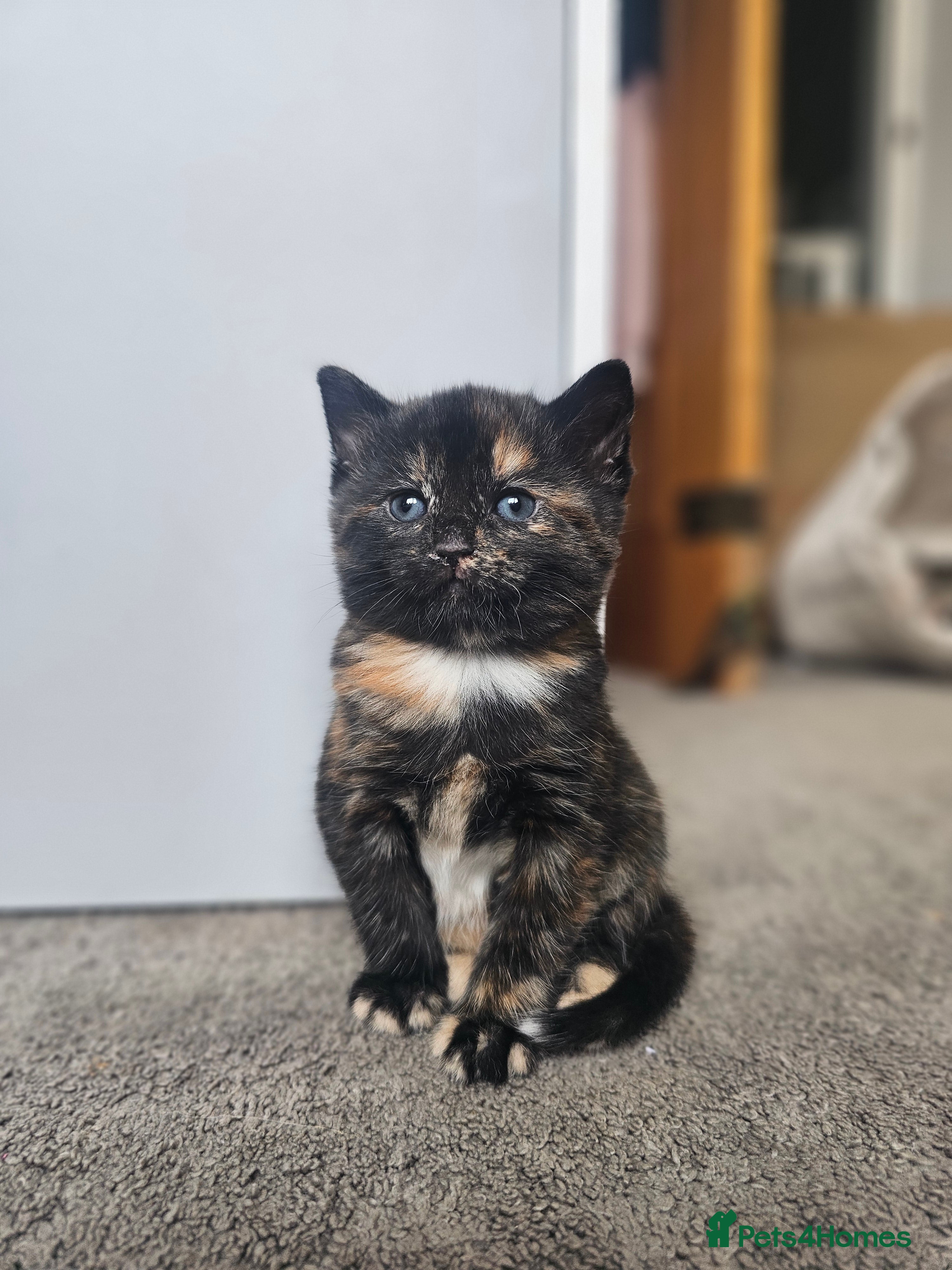 Mixed Breed cats Stunning long hair kittens, rare coat colours 😽  - Advert 2