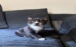 Mixed Breed cats for sale: 2 Very Cute kittens Ready to Leave NOW! - Image 4