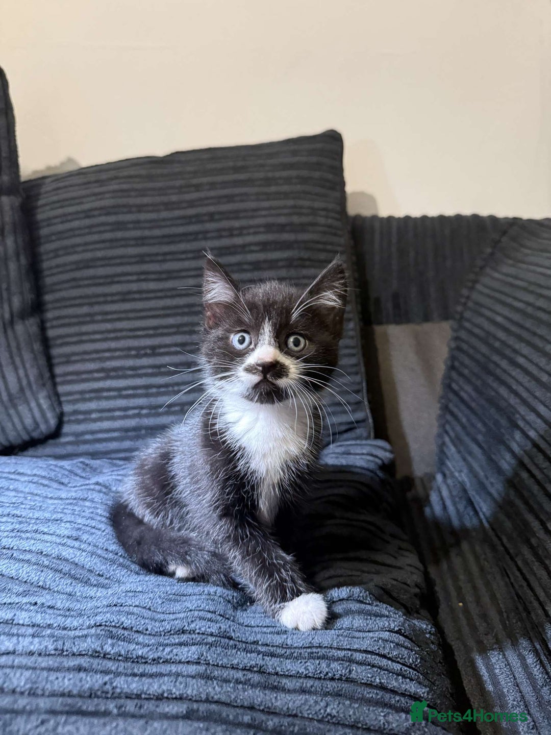 Mixed Breed cats for sale: 2 Very Cute kittens Ready to Leave NOW! - Image 4