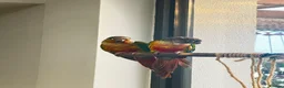 Conures birds for sale: PAIR OF GREEN CHEEK CONURES ❤️🦜 in Wembley - Advert 9