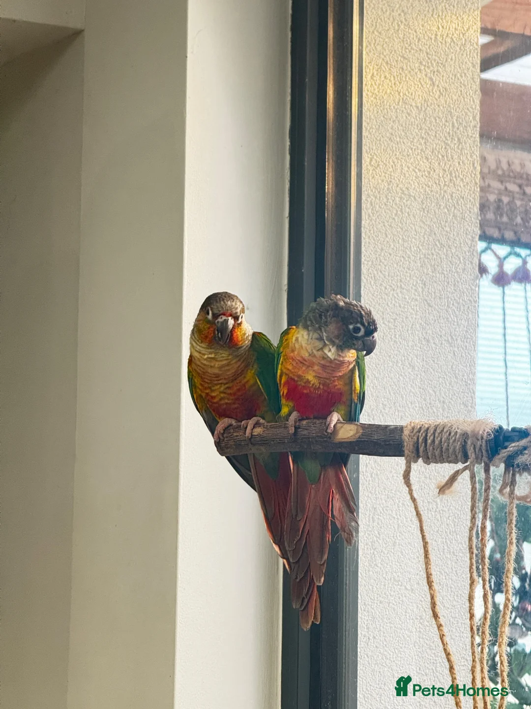 Conures birds for sale: PAIR OF GREEN CHEEK CONURES ❤️🦜 in Wembley - Advert 9