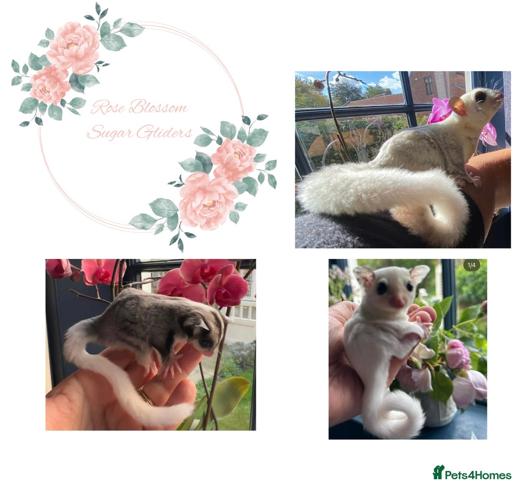 Sugar Glider rodents for sale: Sugar Gliders available to suitable homes - Advert 1
