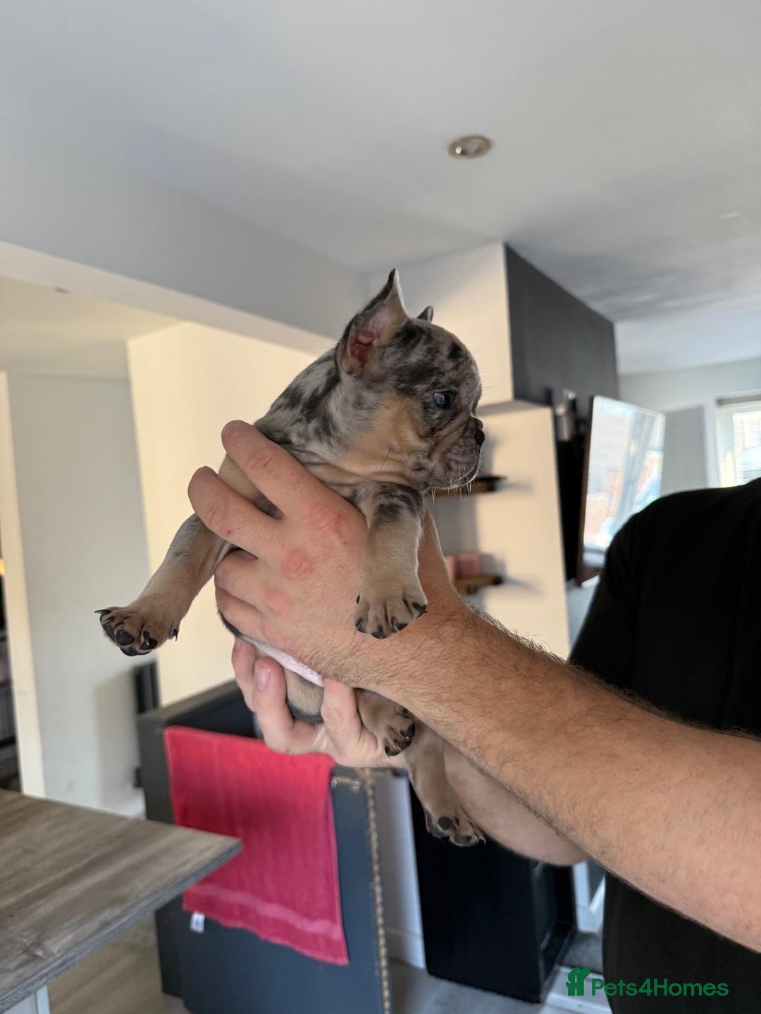 French Bulldog dogs for sale: French bulldog - Image 22