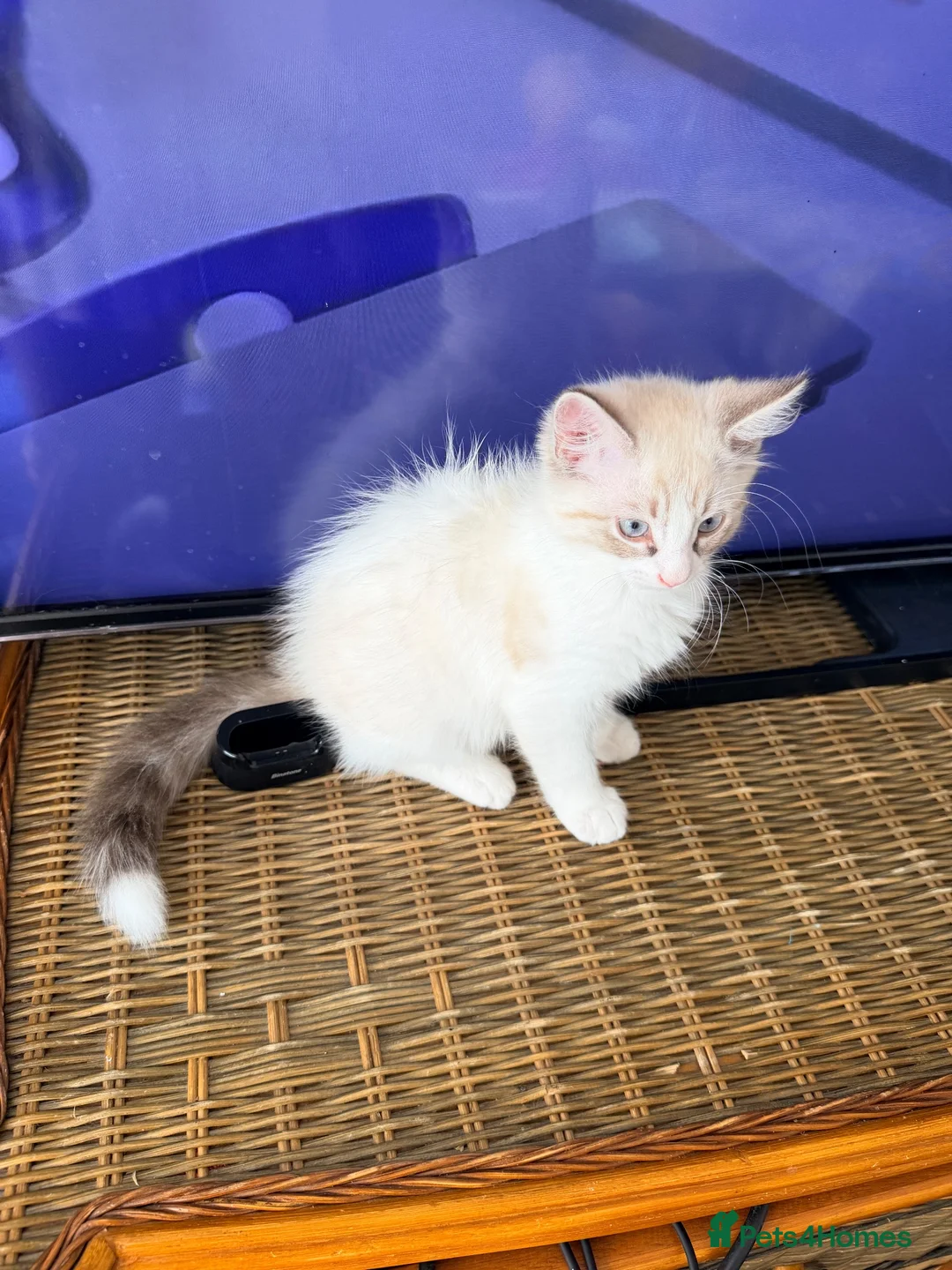 Mixed Breed cats for sale: Kitty  - Advert 2