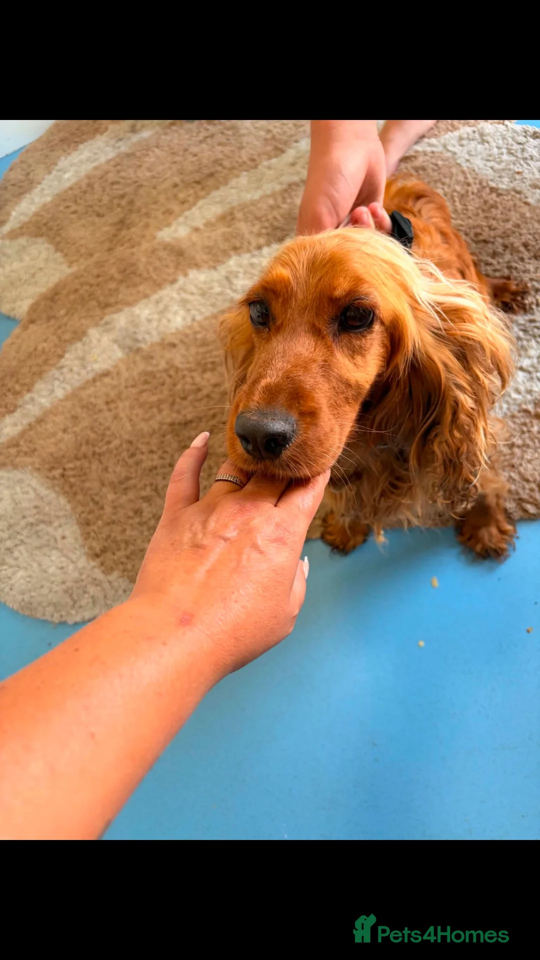Cockapoo dogs for sale: Cockerpoo  - Advert 1