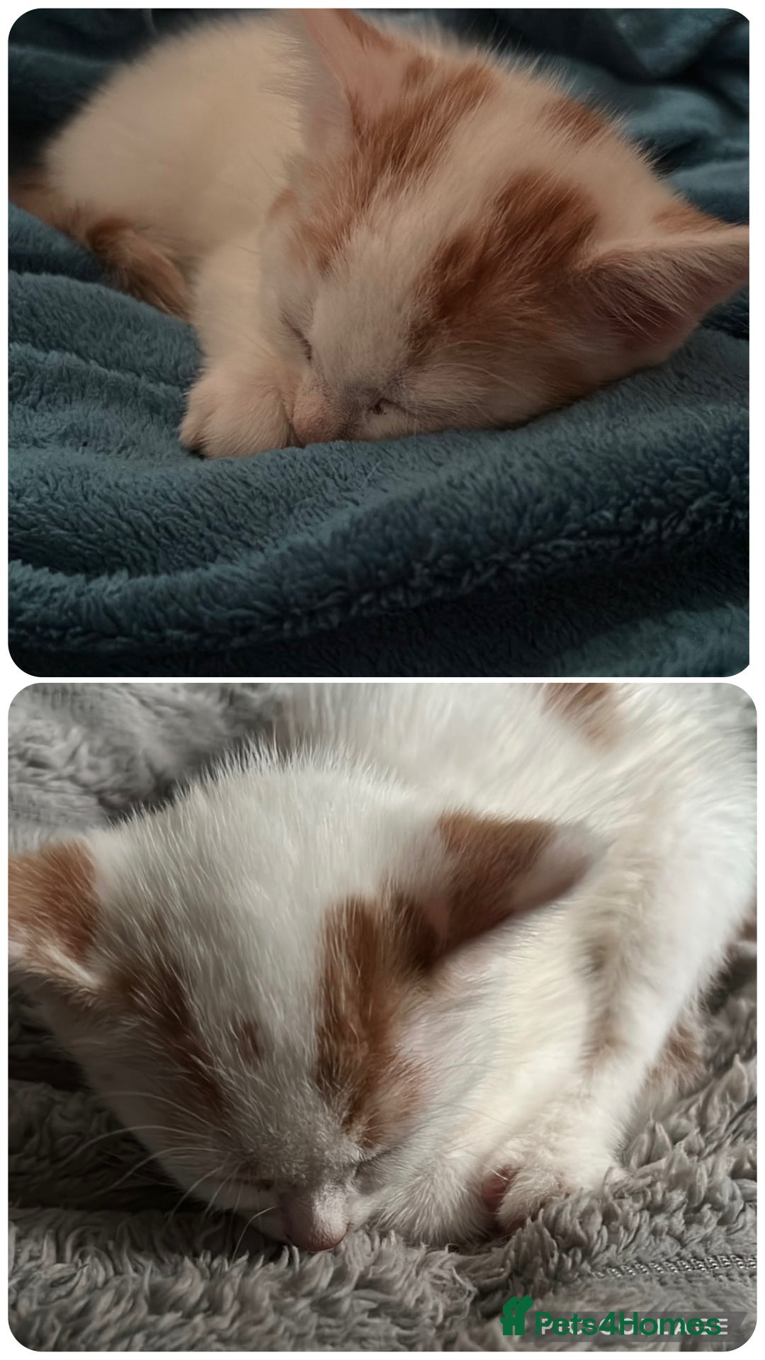 Mixed Breed cats kittens - Advert 15