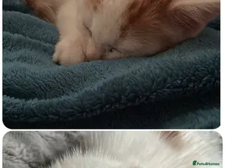 Mixed Breed cats kittens - Advert 15