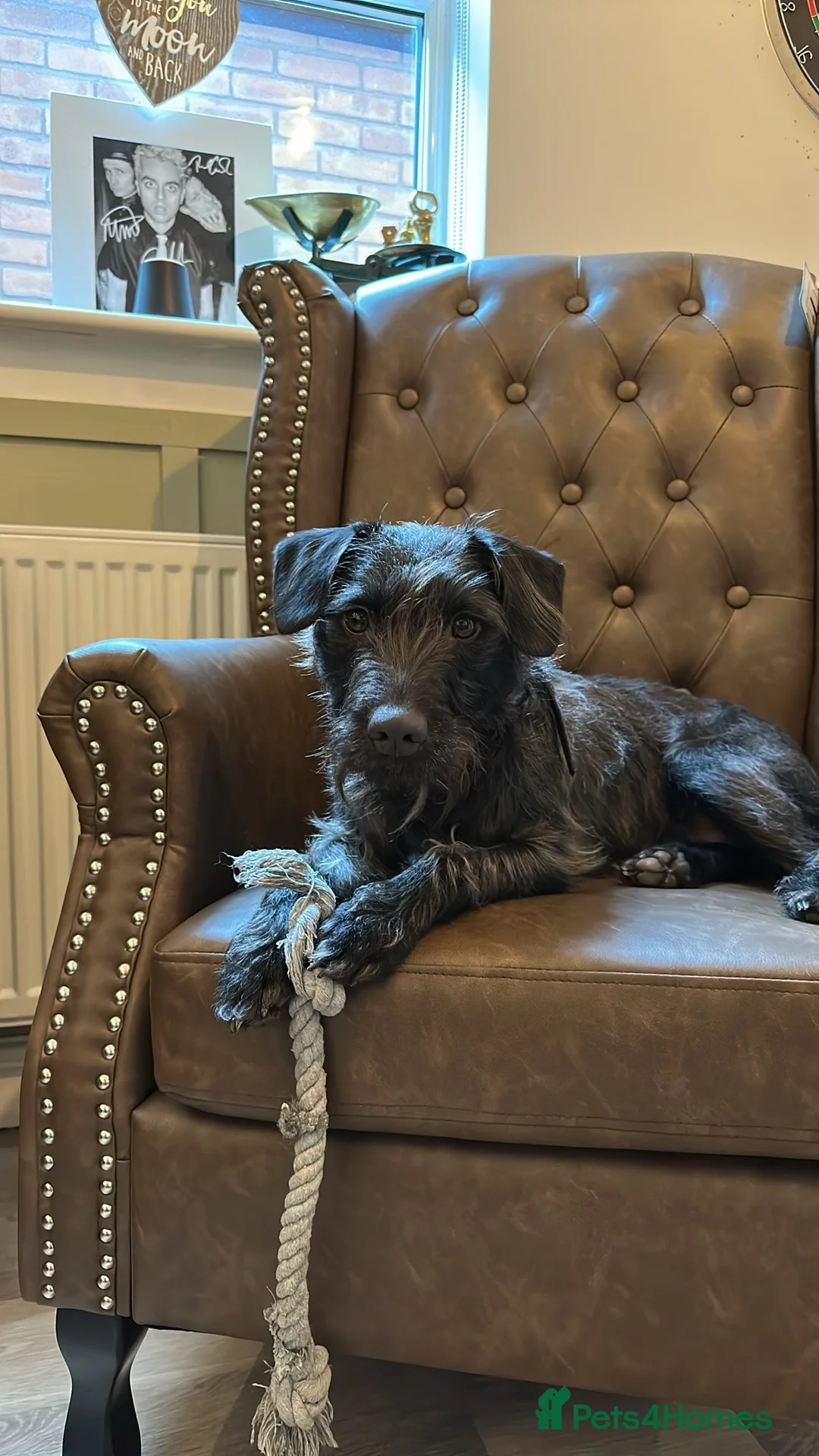 Patterjack dogs for sale: Patterjack Male - Advert 2