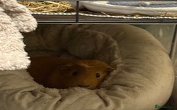 Guinea Pig rodents for sale: Male guinea pig  - Image 1